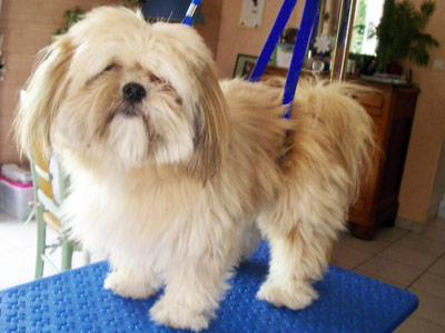 toiletteur chien Quédillac